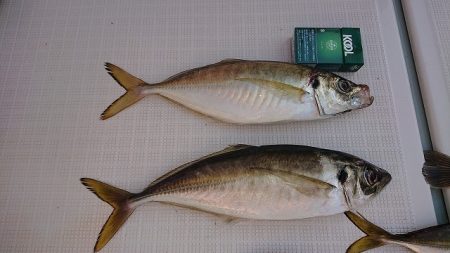 フィッシングボートACE(エース) 釣果