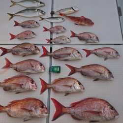 フィッシングボートACE(エース) 釣果