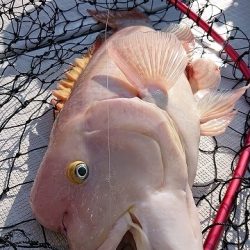 フィッシングボートACE(エース) 釣果