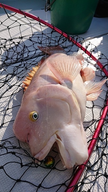 フィッシングボートACE(エース) 釣果