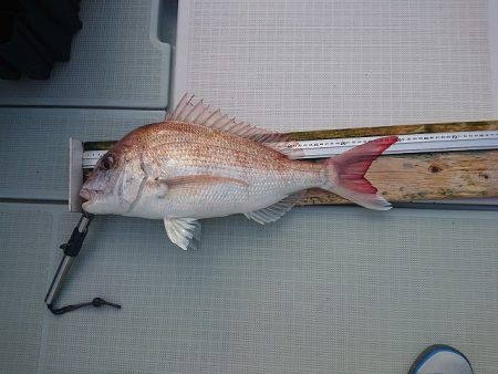 フィッシングボートACE(エース) 釣果