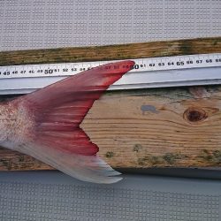 フィッシングボートACE(エース) 釣果