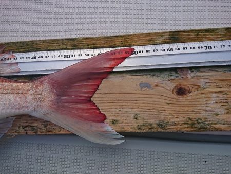 フィッシングボートACE(エース) 釣果