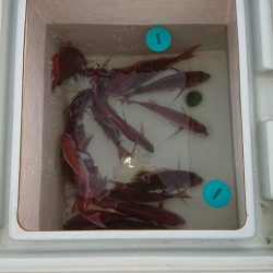 フィッシングボートACE(エース) 釣果