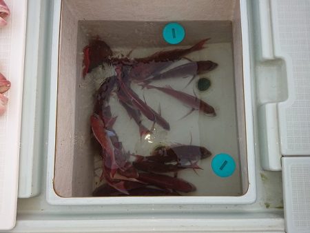 フィッシングボートACE(エース) 釣果