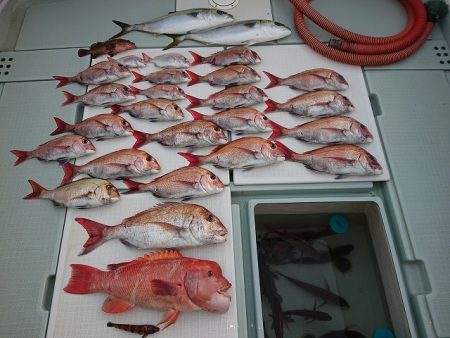 フィッシングボートACE(エース) 釣果