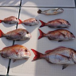 フィッシングボートACE(エース) 釣果