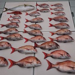 フィッシングボートACE(エース) 釣果