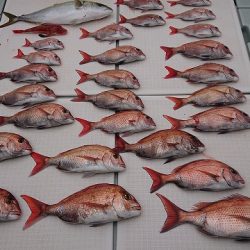 フィッシングボートACE(エース) 釣果