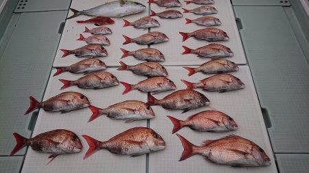 フィッシングボートACE（エース） 釣果