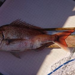 フィッシングボートACE（エース） 釣果