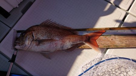 フィッシングボートACE（エース） 釣果