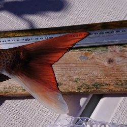 フィッシングボートACE（エース） 釣果