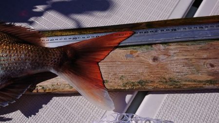 フィッシングボートACE（エース） 釣果