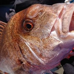 フィッシングボートACE（エース） 釣果