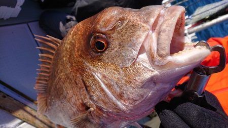 フィッシングボートACE（エース） 釣果