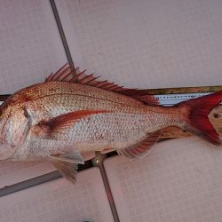 フィッシングボートACE(エース) 釣果