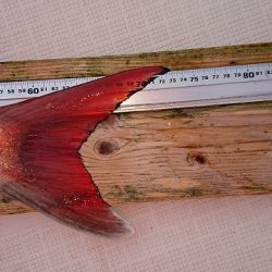 フィッシングボートACE(エース) 釣果