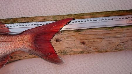 フィッシングボートACE(エース) 釣果