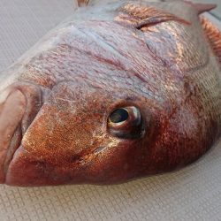 フィッシングボートACE(エース) 釣果