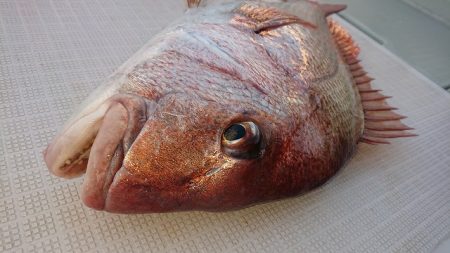 フィッシングボートACE(エース) 釣果