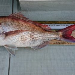 フィッシングボートACE(エース) 釣果