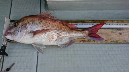 フィッシングボートACE(エース) 釣果