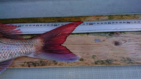 フィッシングボートACE(エース) 釣果