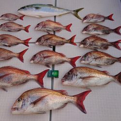 フィッシングボートACE(エース) 釣果