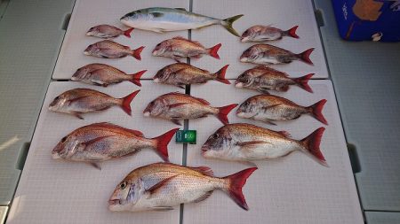 フィッシングボートACE(エース) 釣果