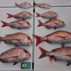 フィッシングボートACE(エース) 釣果