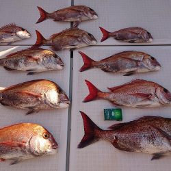 フィッシングボートACE(エース) 釣果