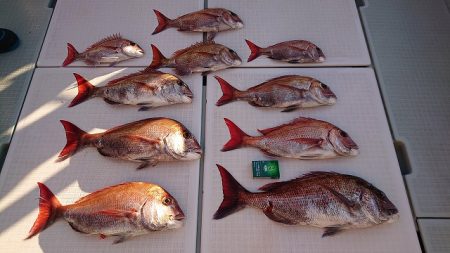 フィッシングボートACE(エース) 釣果