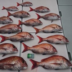 フィッシングボートACE(エース) 釣果