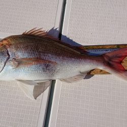 フィッシングボートACE（エース） 釣果