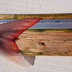 フィッシングボートACE（エース） 釣果