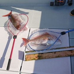 フィッシングボートACE（エース） 釣果