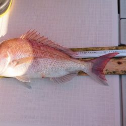 フィッシングボートACE（エース） 釣果