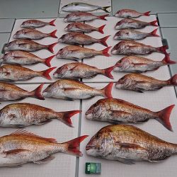 フィッシングボートACE（エース） 釣果