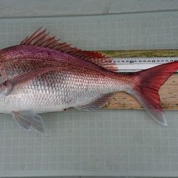 フィッシングボートACE(エース) 釣果