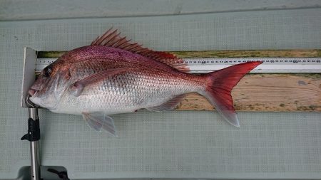 フィッシングボートACE(エース) 釣果