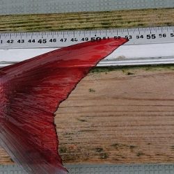 フィッシングボートACE(エース) 釣果