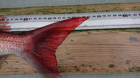 フィッシングボートACE(エース) 釣果