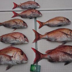 フィッシングボートACE(エース) 釣果