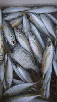 和歌山マリーナシティ釣り公園 釣果