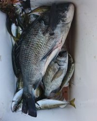 和歌山マリーナシティ釣り公園 釣果