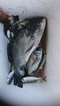 和歌山マリーナシティ釣り公園 釣果