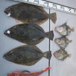 磯部釣船 直栄丸 釣果