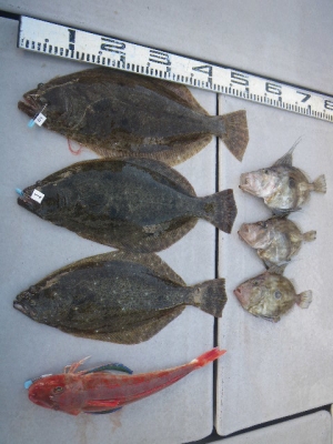 磯部釣船 直栄丸 釣果