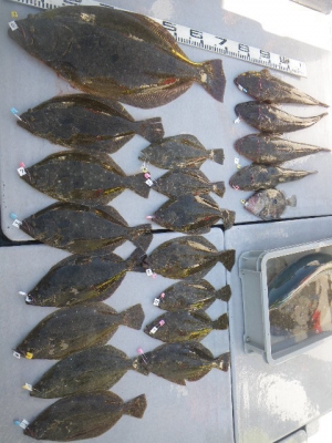 磯部釣船 直栄丸 釣果